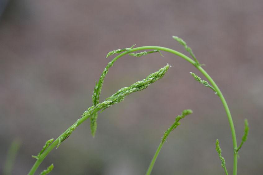 Asparagi selvatici Asparagi selvatici