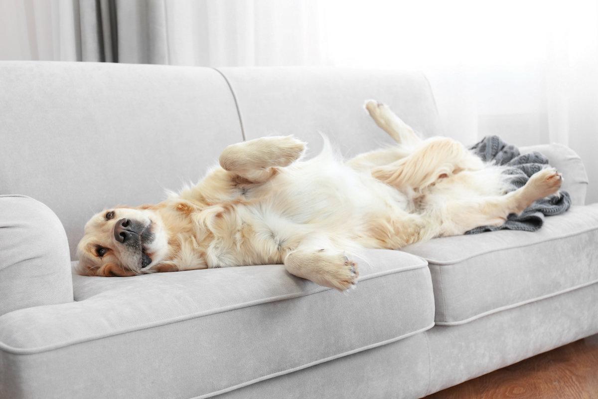 golden-retriever golden-retriever