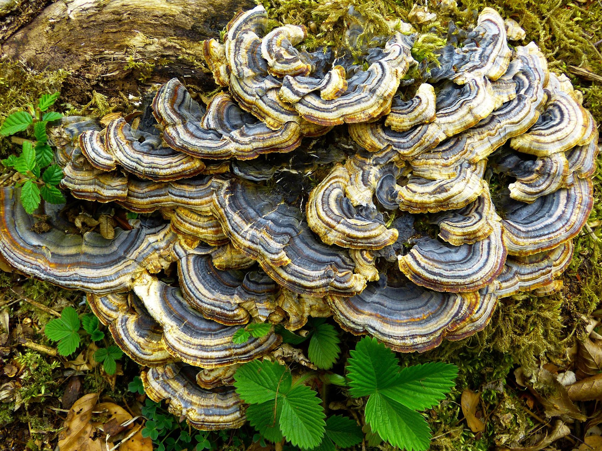 coriolus-versicolor coriolus-versicolor