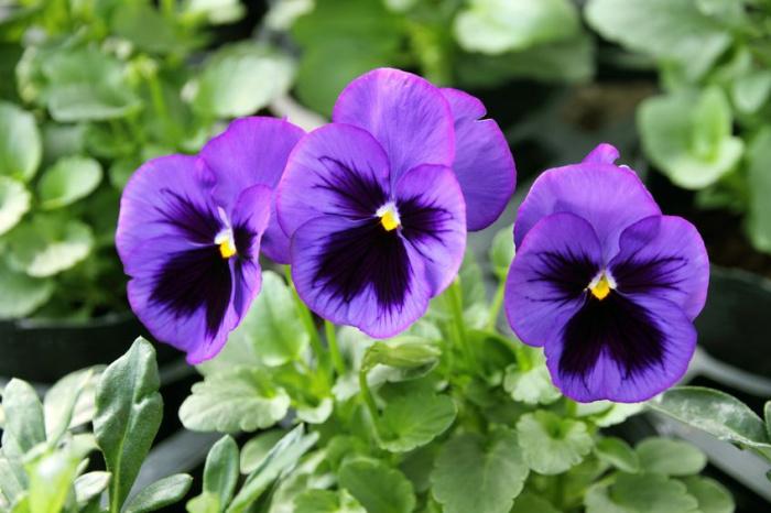 viola-del-pensiero viola-del-pensiero
