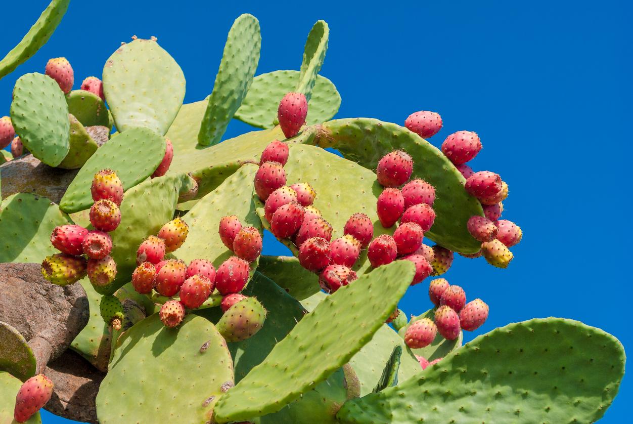 nopal nopal